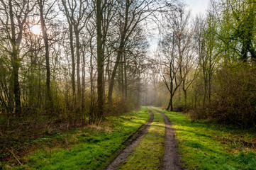 Obraz premium Chorbusch - ganz früh