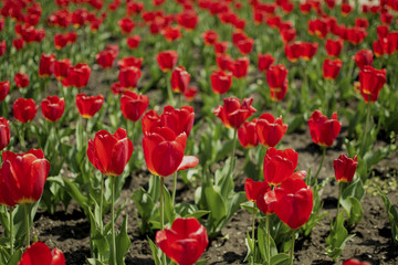 Red spring tulips