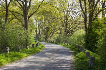 Forest road - landscape.