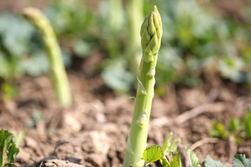 grüner Spargel in der Erde