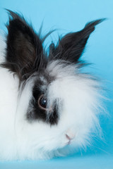 portrait of long-haired rabbit decorative