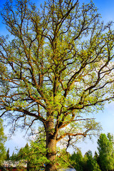 old oak tree in full bloom, Sweden