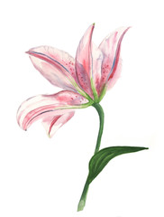 Naklejka premium Watercolour lily on white background (isolated)