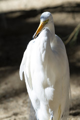 great egret