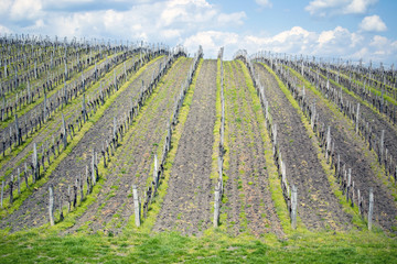 Spring Vineyard
