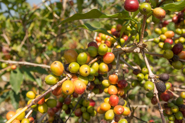 Kaffeebaum