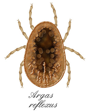 argas reflexus, soft tick pigeon