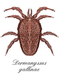 dermanyssus gallinae, mite
