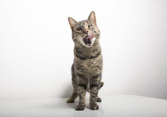 Cat Sticking Out Tongue Against White Background