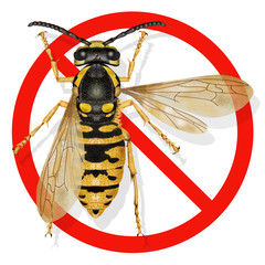 vespula austriaca, wasp