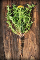 dandelion plant with edible leaves and roots