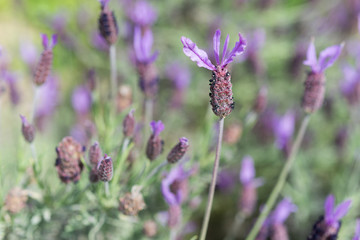lavandula