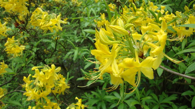 azalia rododendron