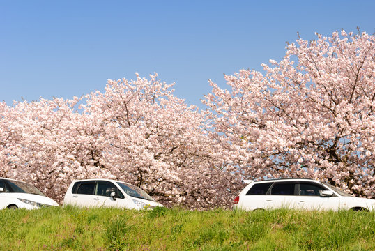 桜と車