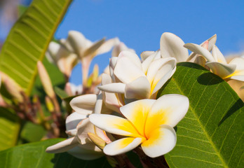 Beautiful tropical flower