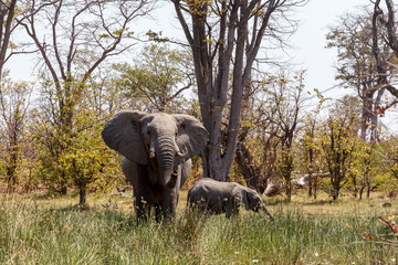 Obraz premium African Elephant Moremi Game reserve, Okawango Delta