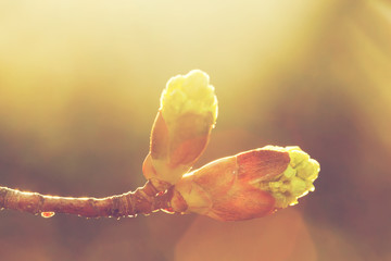 Blooming spring bud in morning light. Sunny nature - obrazy, fototapety, plakaty