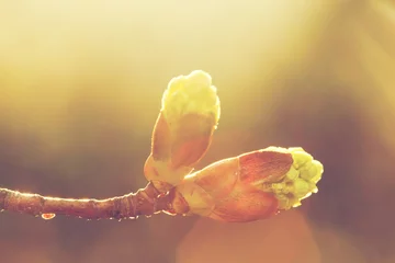 Papier Peint photo Lavable Printemps Bourgeon de printemps en fleurs dans la lumière du matin. Nature ensoleillée