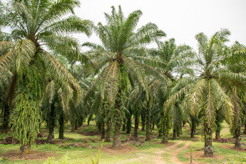 Fototapeta na wymiar Palmölplantage zerstört Regenwald