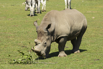 Fototapeta premium Rhino