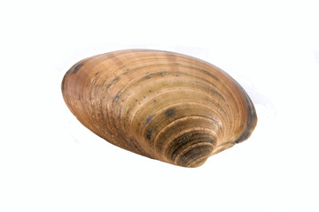 Trough Sea Shell isolated on white background