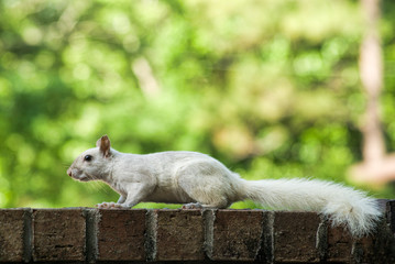 White Leucistic Squirrel