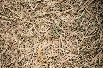 Bamboo leaves fall on ground may use as background