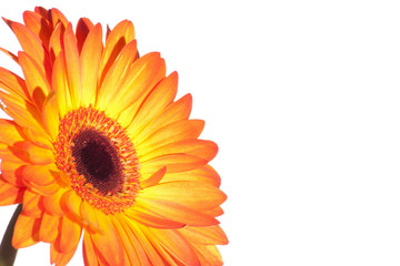 Orange gerber isolated on white background