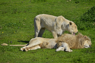 Couple de lions blancs tendresse dans l'herbe