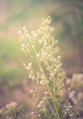 Vintage filtered of flowering grass.