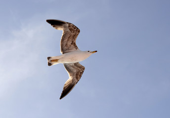 Flying seagull