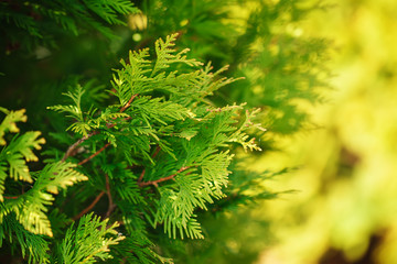 green branch of a thuja on a yellow and green  background
