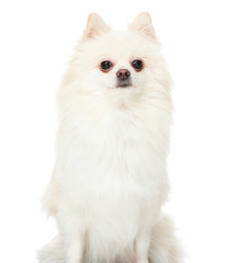 Pomeranian dog sitting on isolated background