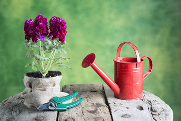 flowers, watering can, tools on wood table © BigDreamStudio