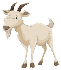 A goat