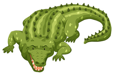 Fototapeta premium Crocodile