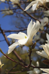 Flowers and buds of white magnolia close-up, vertical