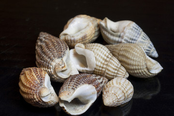 Conchas de gasterópodos con fondo negro