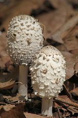 Champignon coprin chevelu