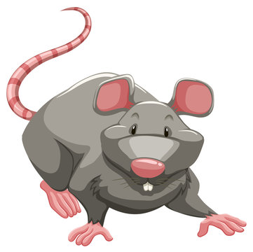 Grey rat