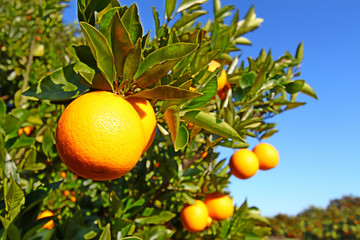 Florida Orange Groves Landscape