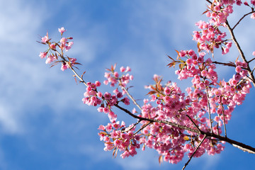 Pink sakura blossoms in Thailand