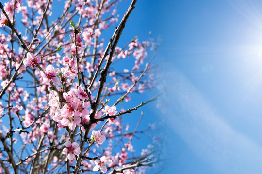 Kirschblüten an einem Kirschbaum