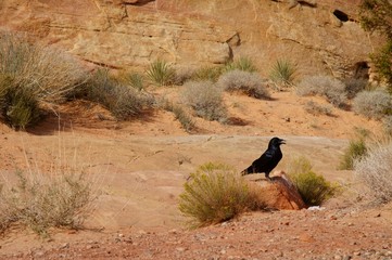 Black raven sitting on the stone.