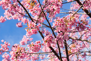 Pink sakura blossoms in Thailand