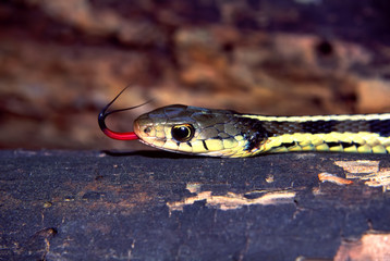 Garter Snake in Illinois