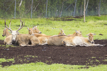 Naklejka na ściany i meble Antelope herd resting