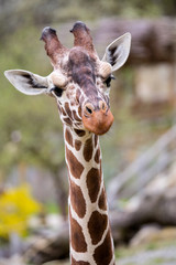 Reticulated Giraffe portrait, Giraffa camelopardalis reticulata,