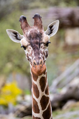 Reticulated Giraffe the  male portrait