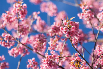 Pink sakura blossoms in Thailand
